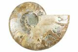 Cut & Polished Ammonite Fossil (Half) - Deep Crystal Pockets #346004-1